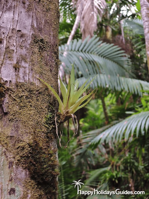 El Yunque Bromeliad