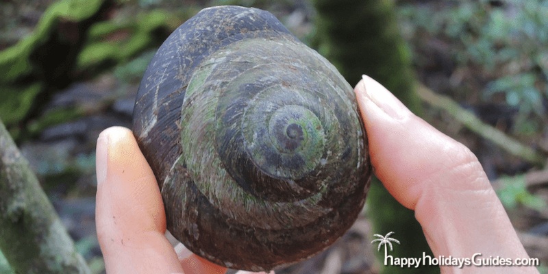 el yunque rainforest snail
