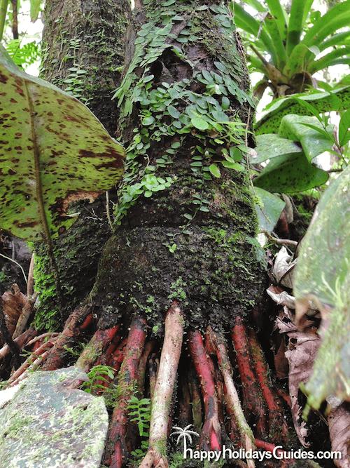 El Yunque Tree Roots