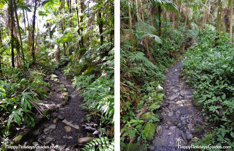 El Yunque hiking paths