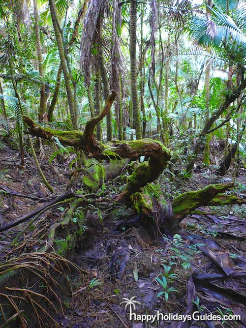 El Yunque tree trunk
