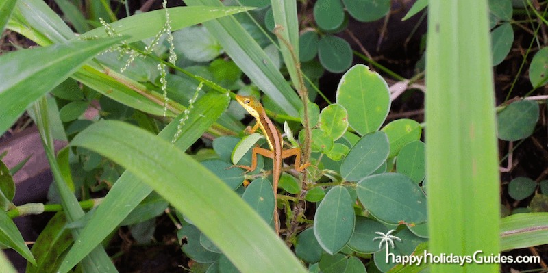 El Yunque Rainforest Lizard