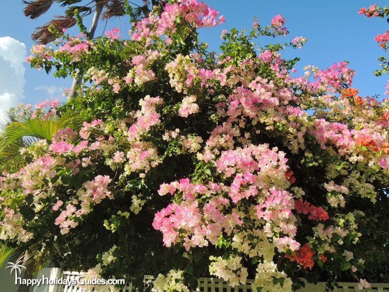 Key West Bougainvillea