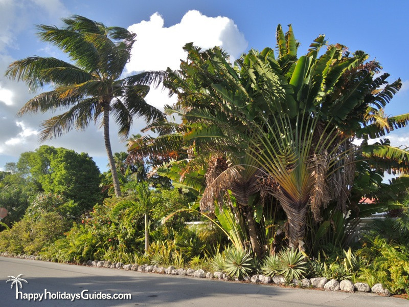 Key West Classic Palms