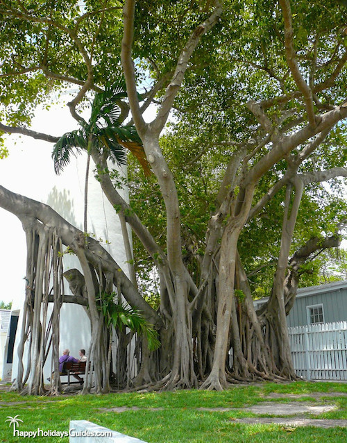 Key West Banyan Tree