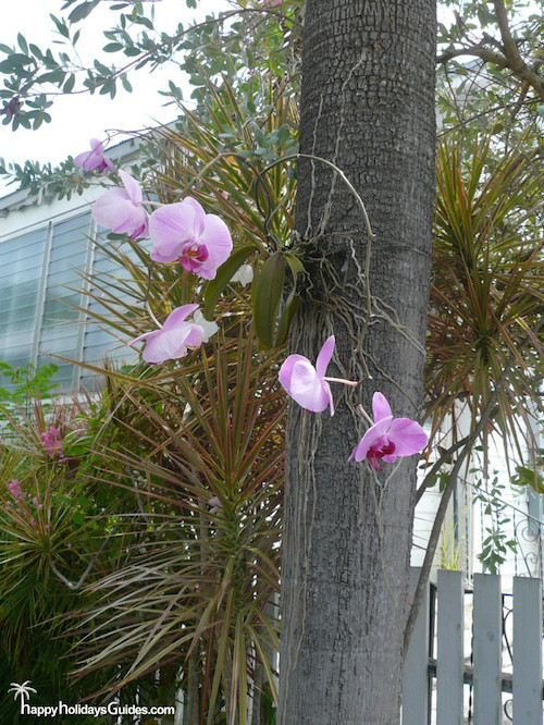 Key West Orchid
