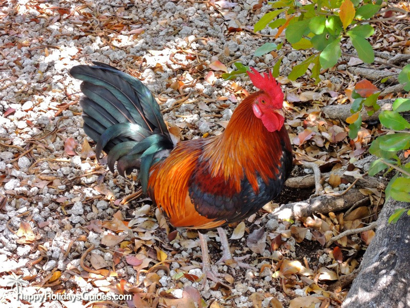 Key West Beach Rooster