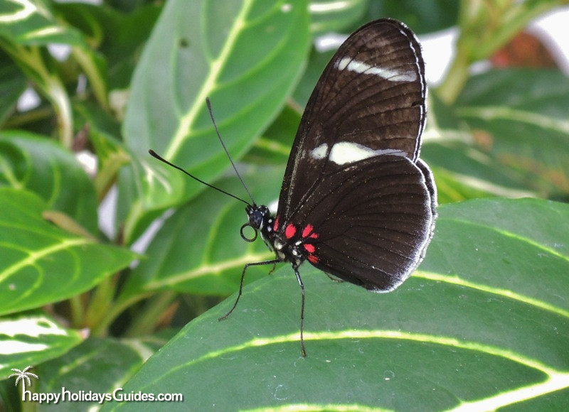 Butterfly Conservatory Black with red dots