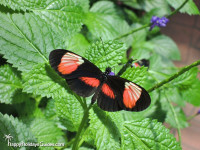 Butterfly Conservatory Black and Red Butterfly