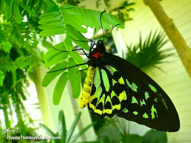 Butterfly Conservatory Neon Green Butterfly
