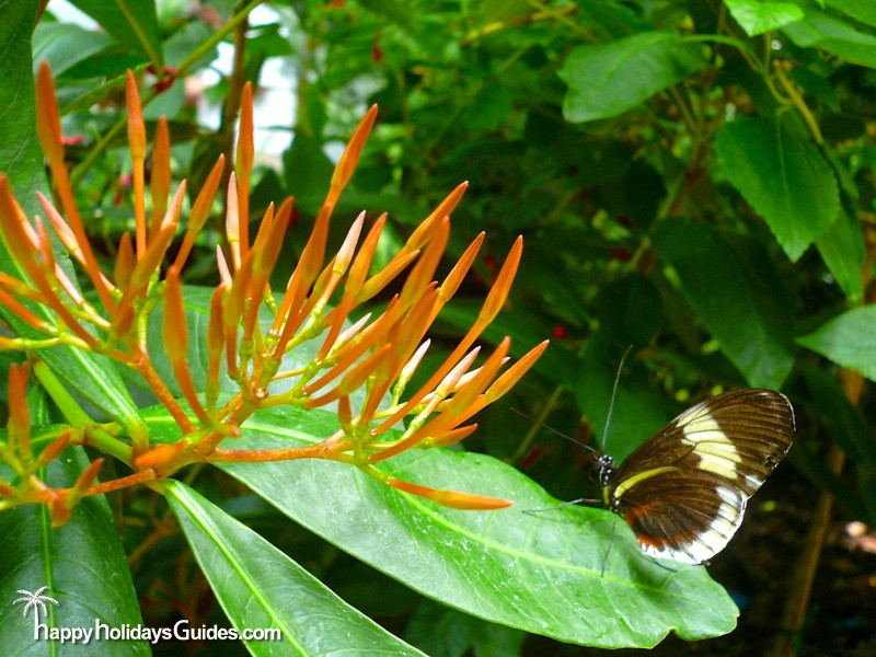 Butterfly Conservatory Brown Butterfly