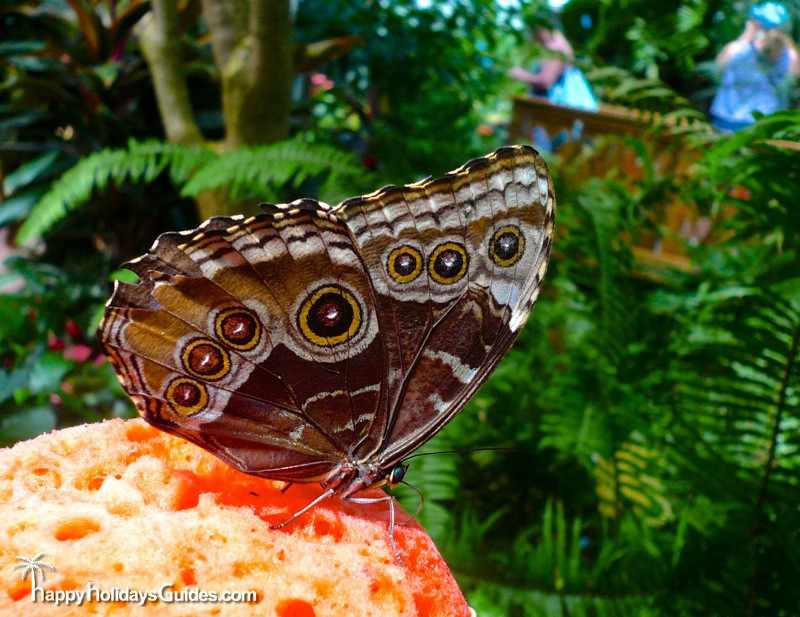 Butterfly Conservatory Blue Morpho