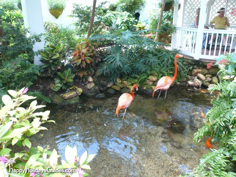 Butterfly Conservatory Flamingos