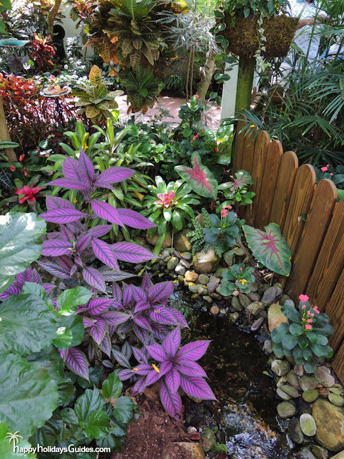 Butterfly Conservatory Coleus and Caladium