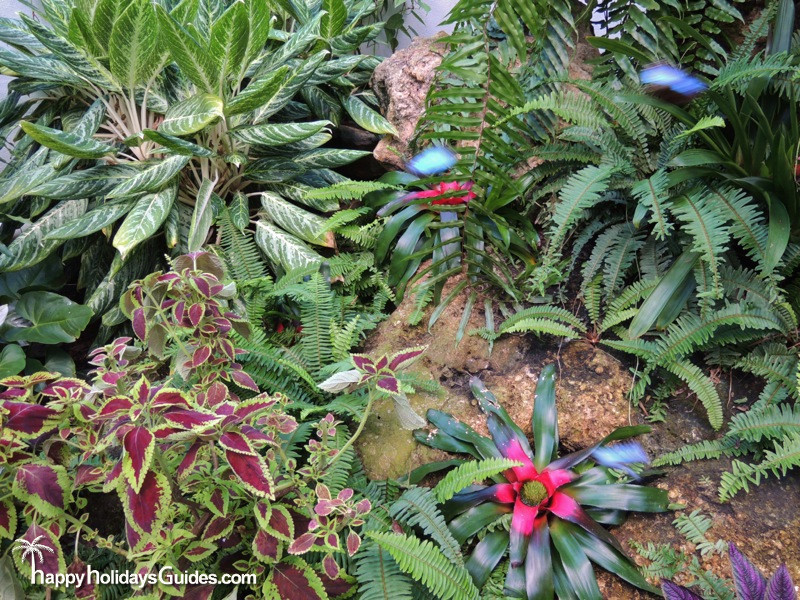 Butterfly Conservatory Plant Scene