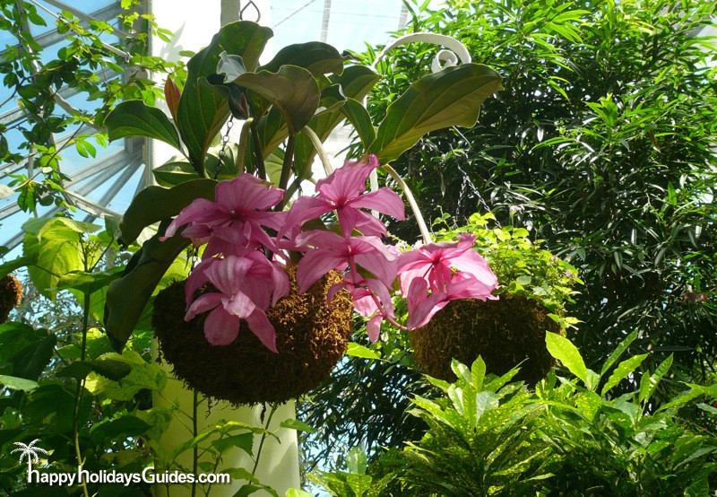 Butterfly Conservatory Pink Flowers