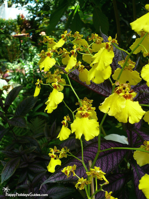 Butterfly Conservatory Yellow Orchids