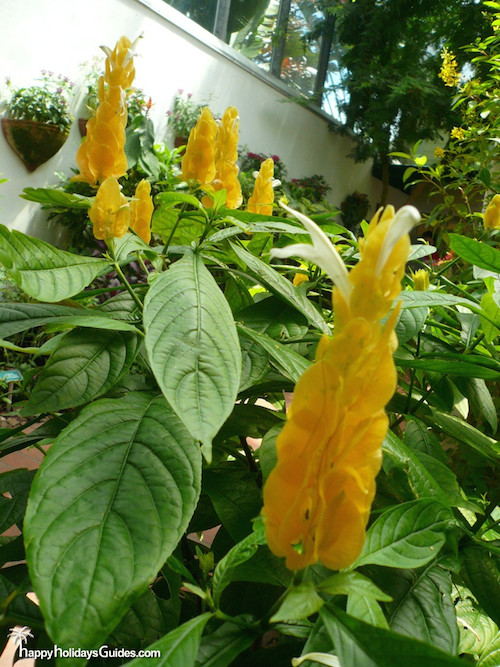 Butterfly Conservatory Yellow Cone Flowers