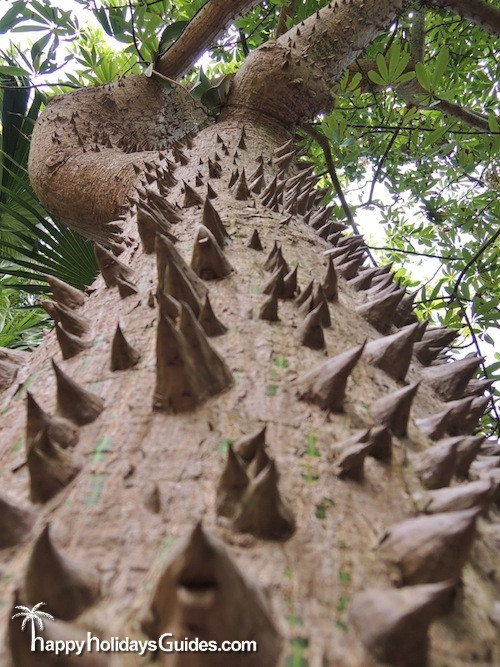 Key West Garden Club Spiky Tree