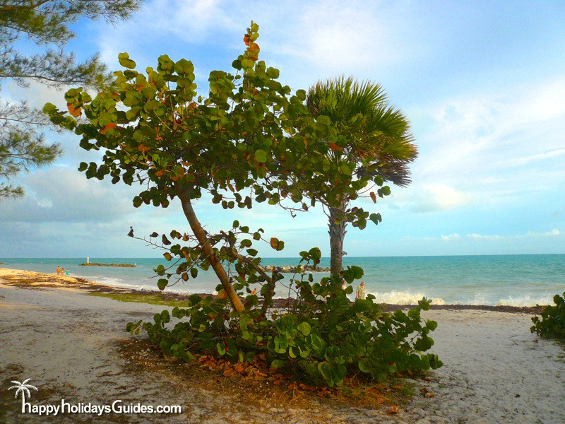 fort zachary taylor historic state park trees