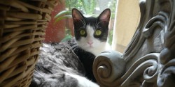 Maisey the Cat Horizontal