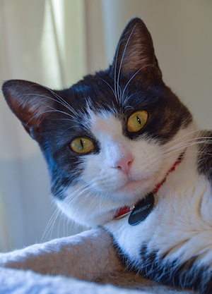 Maisey the Cat
