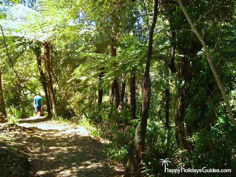 Auckland Waitekere Trail