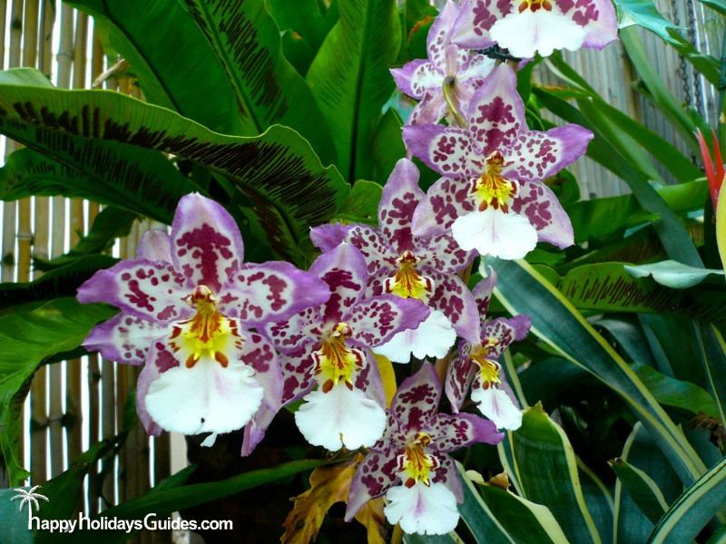 Biltmore Estate Greenhouse Orchids