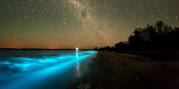 Bioluminescent Bay Puerto Rico