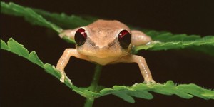 Coqui Frog Puerto Rico