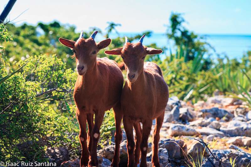 Isla de Mona Goats