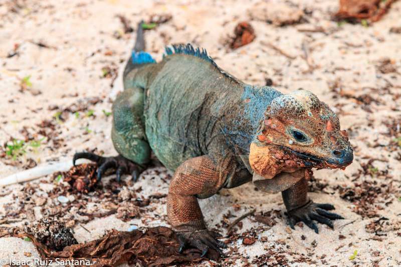 Mona Ground Iguana