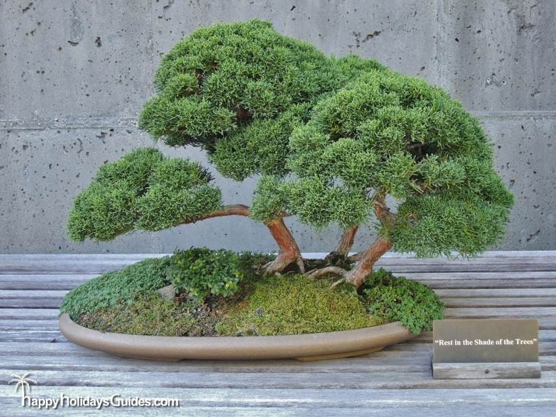 North Carolina Arboretum Bonsai 04 Happy Holidays Guides