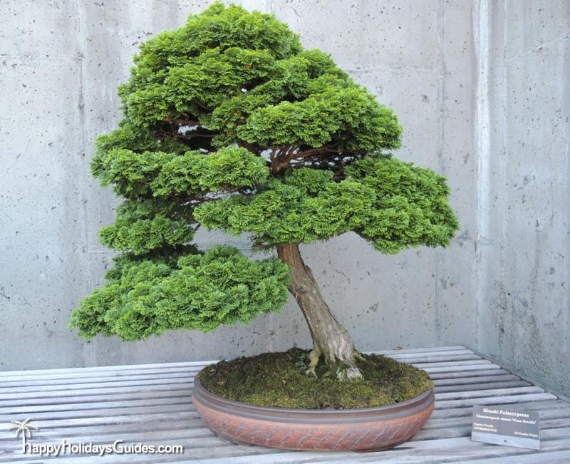 North Carolina Arboretum Bonsai 06 Happy Holidays Guides