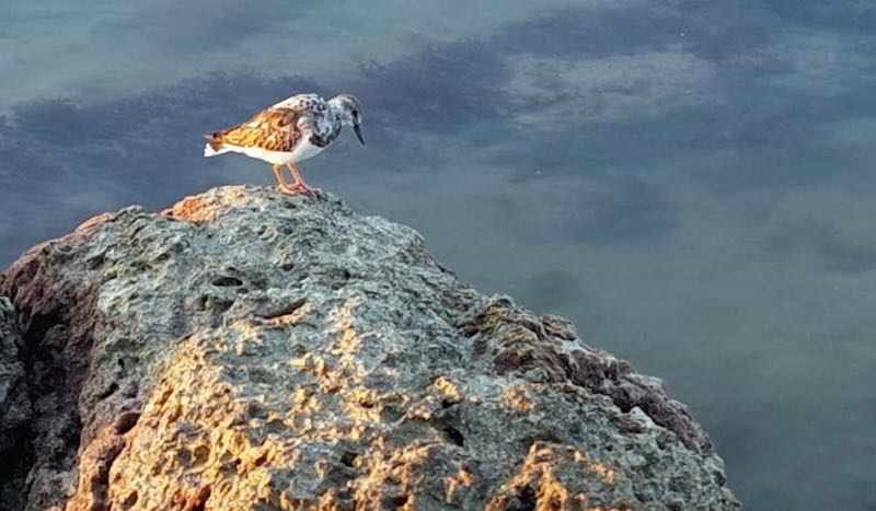 Key West Bird