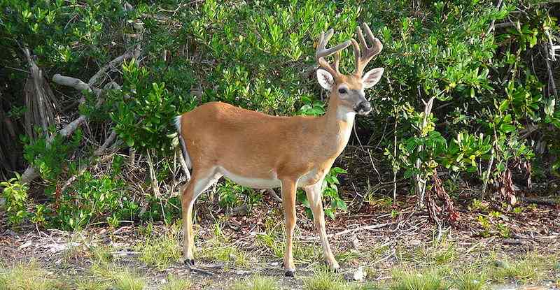 National Key Deer Refuge