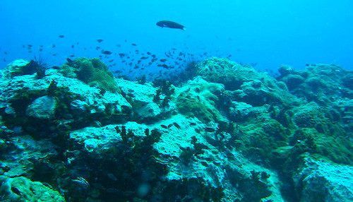 Koh Samui Scuba Diving