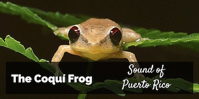 Coqui Frog Sound of Puerto Rico