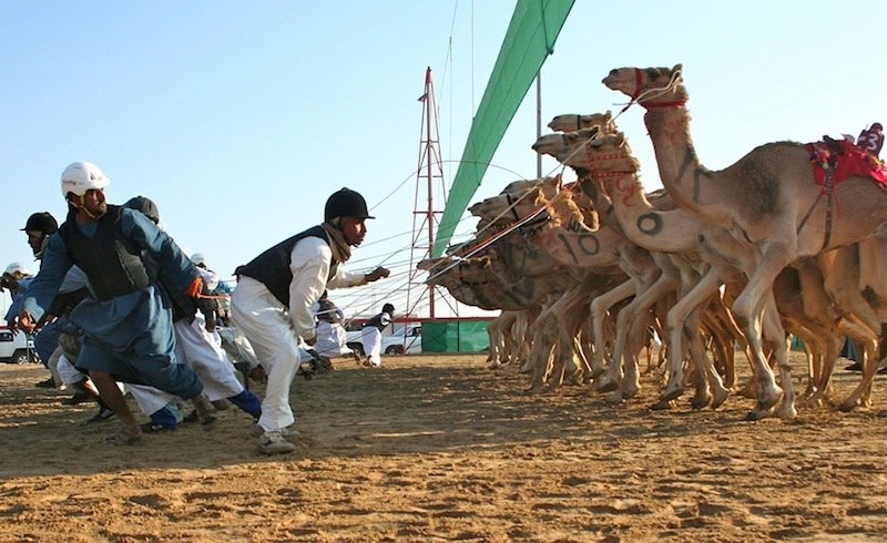 Dubai Camel Racing
