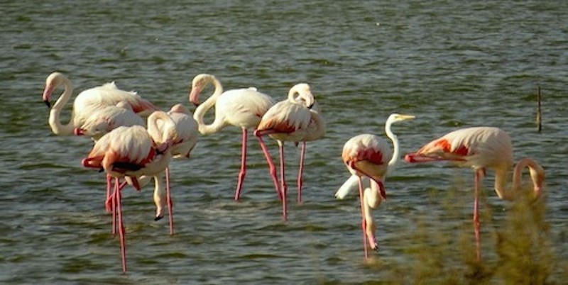 Ras Al Khor Wild Life Sanctuary