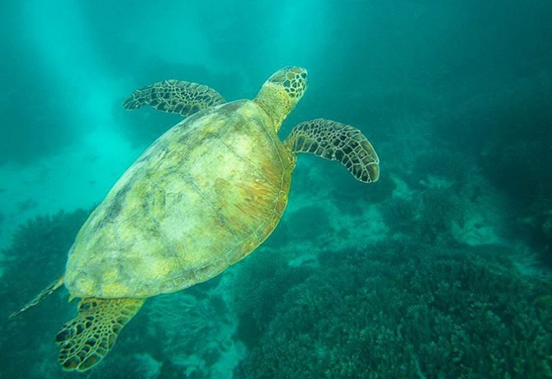 Great Barrier Reef Turtles