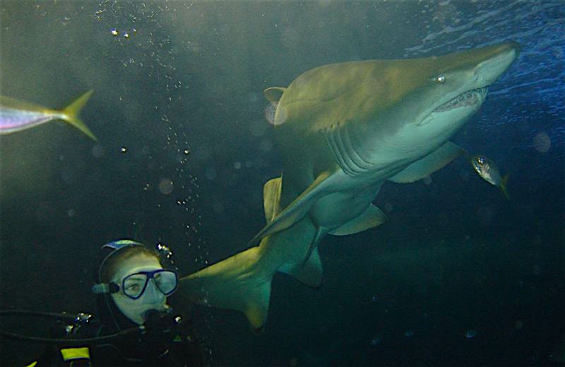 Sydney Swimming w Sharks