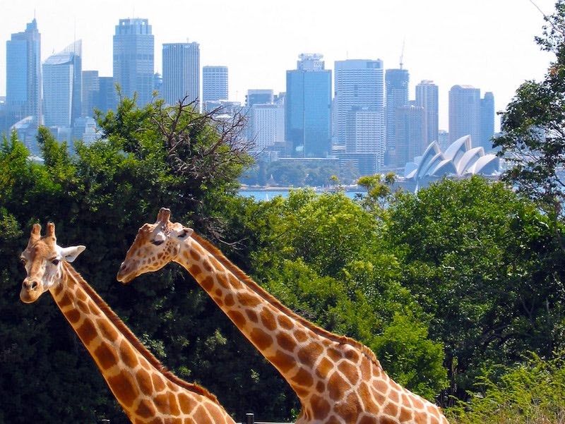 Sydney Taronga Zoo