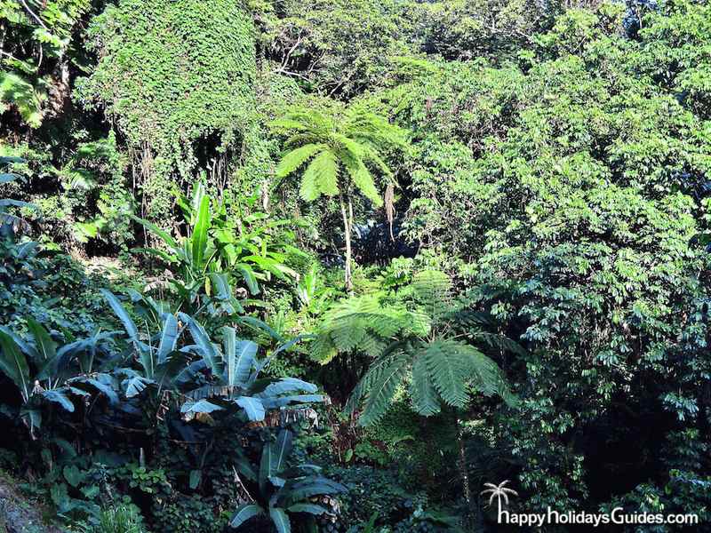 El Yunque Green Canopy