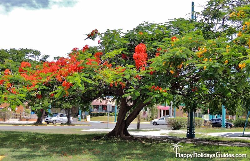 Royal Poinciana Tree