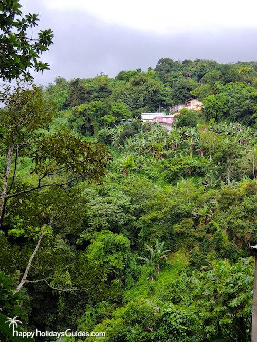 Forest Mountain Homes