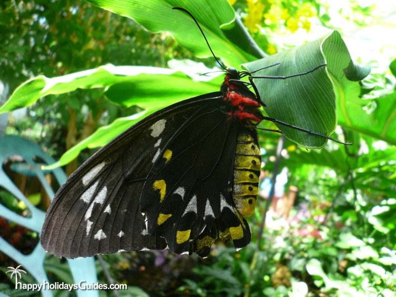 Butterfly Conservatory Black and Yellow Butterfly