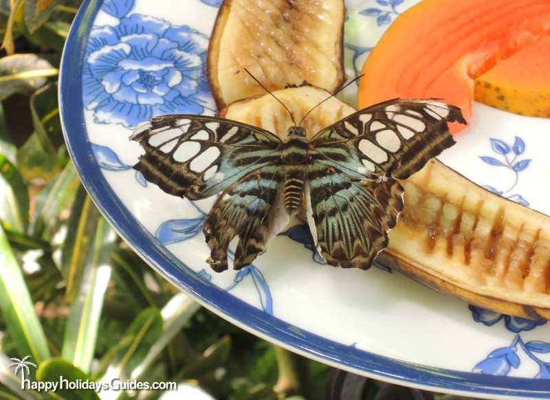 Butterfly Conservatory Feeding Time