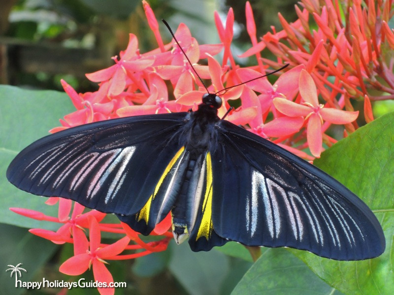 Butterfly Conservatory Black Butterfly on Red Flowers