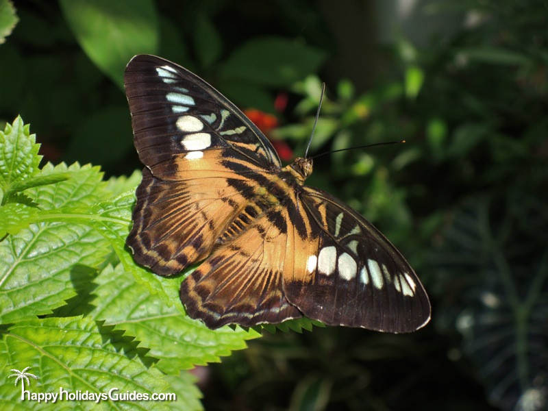 Butterfly Conservatory Brown Butterfly